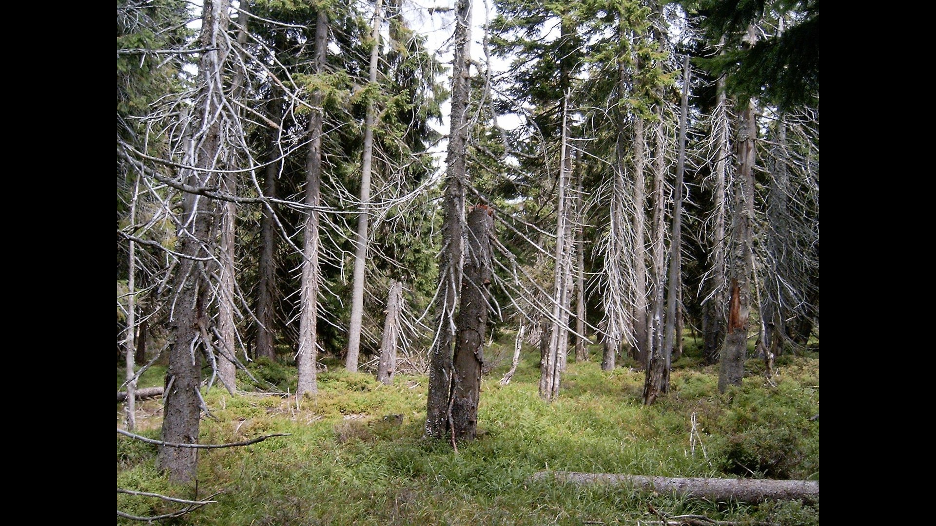 A forest filled with dead looking trees.