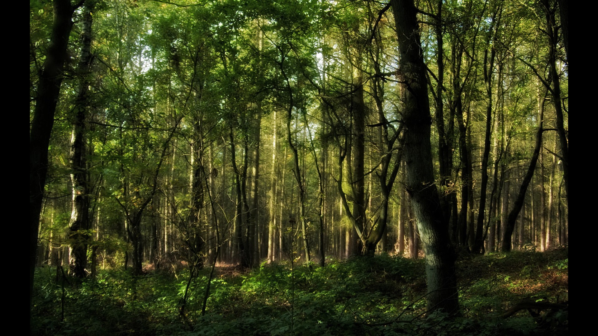 A forest filled with very leafy and green trees that fill the space irregularly.
