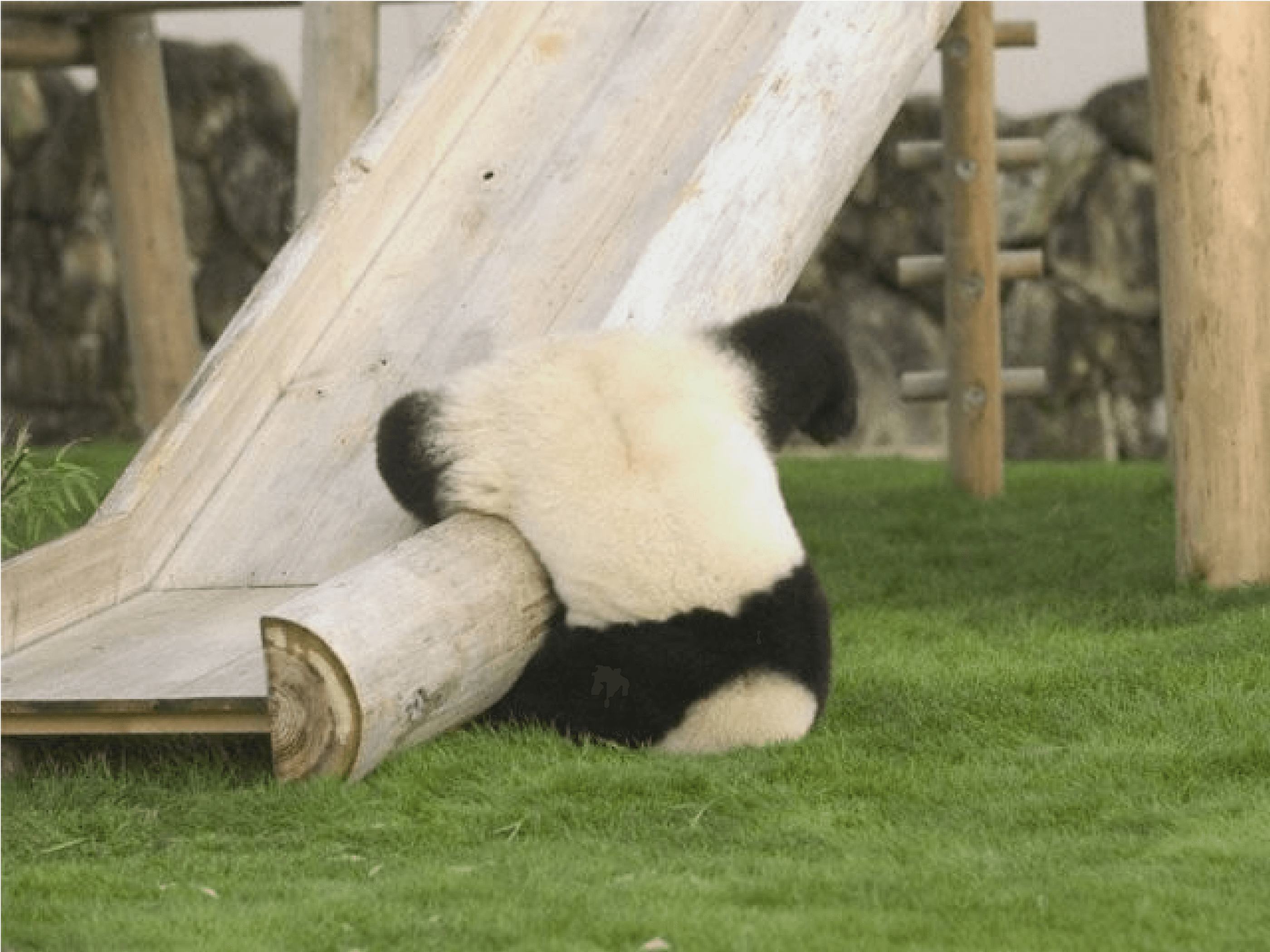 Image of a panda