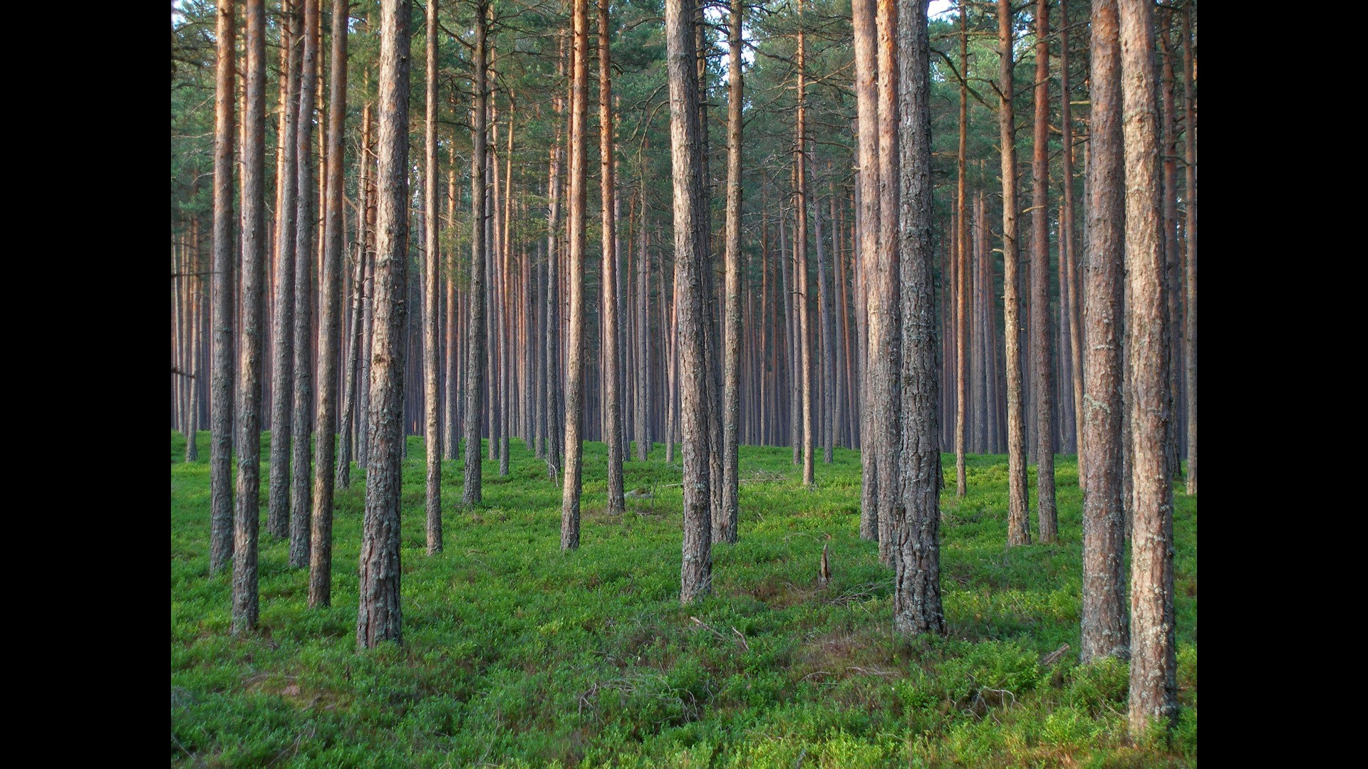 A forest filled with no leafy trees that are separated from each other in uniform distances.